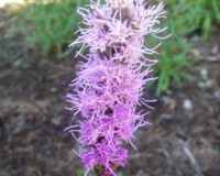 liatris spicata 6-11a.jpg